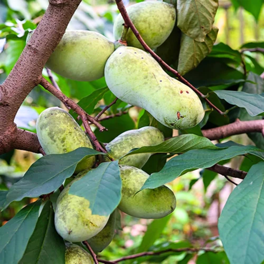 Live Pawpaw Tree 6-15 Inch Tall, Paw Paw Plant for Outdoor Planting, Quart Pot, Cold-Hardy Fruit Tree for Home Orchard