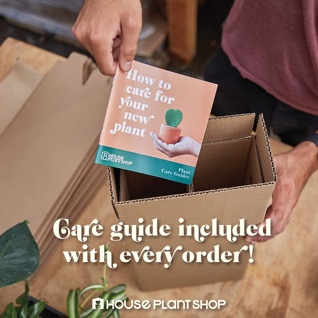 House Plant Shop | Dracaena 'Marginata Cane' - 4" Pot | Live Indoor Plant | Easy to Care | Natural Décor Plant | Great Gifts| Free Care Guide