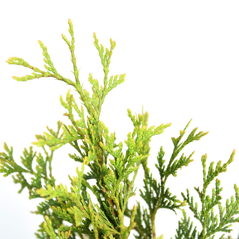Perfect Plants Thuja Green Giant Live Plant, in 3 Gal. Grower's Pot, Includes Care Guide