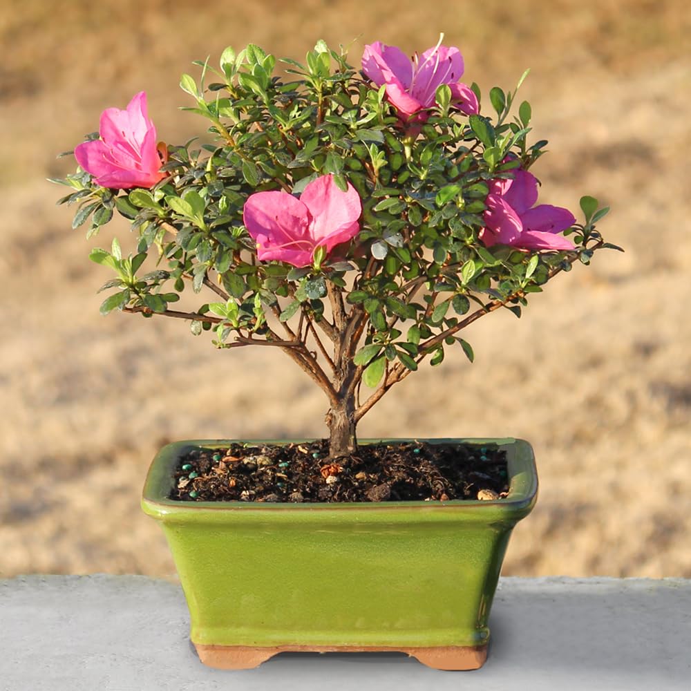 Brussel's Bonsai - Live Satsuki Azalea Flowering Bonsai Tree in Ceramic Bonsai Pot, Outdoor Bonsai Tree Live Plant, 5 Years Old, 5-8 Inches Tall, Easy Care Plant for Patio Garden (Small)