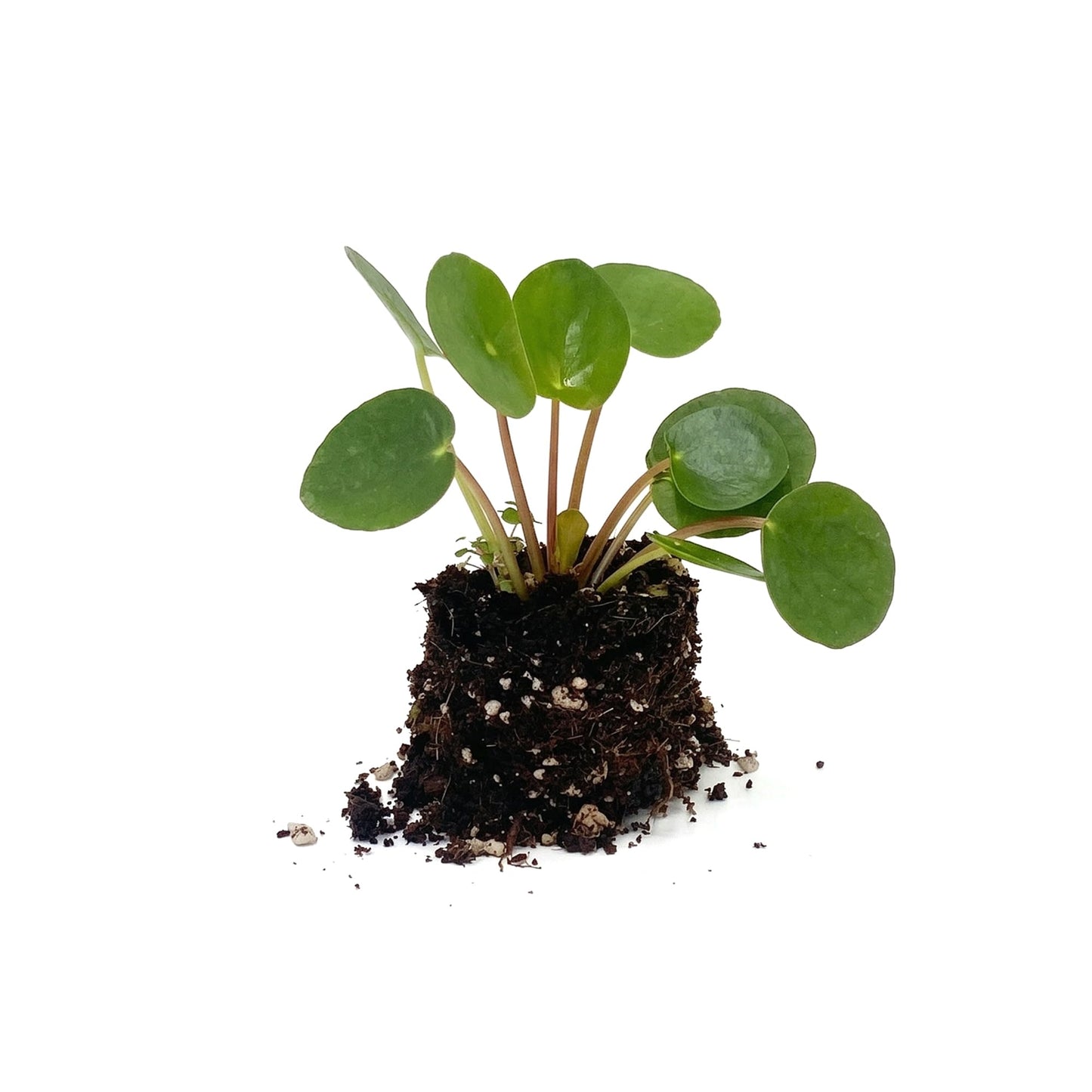 ragnaroc Chinese Money Plant Live – Chinese Money Tree – Pilea Peperomioides – 2” Plug Starter Plant – Easy Care Indoor House Plant – Unique Round Leaf Indoor Plant for Home & Office Decor