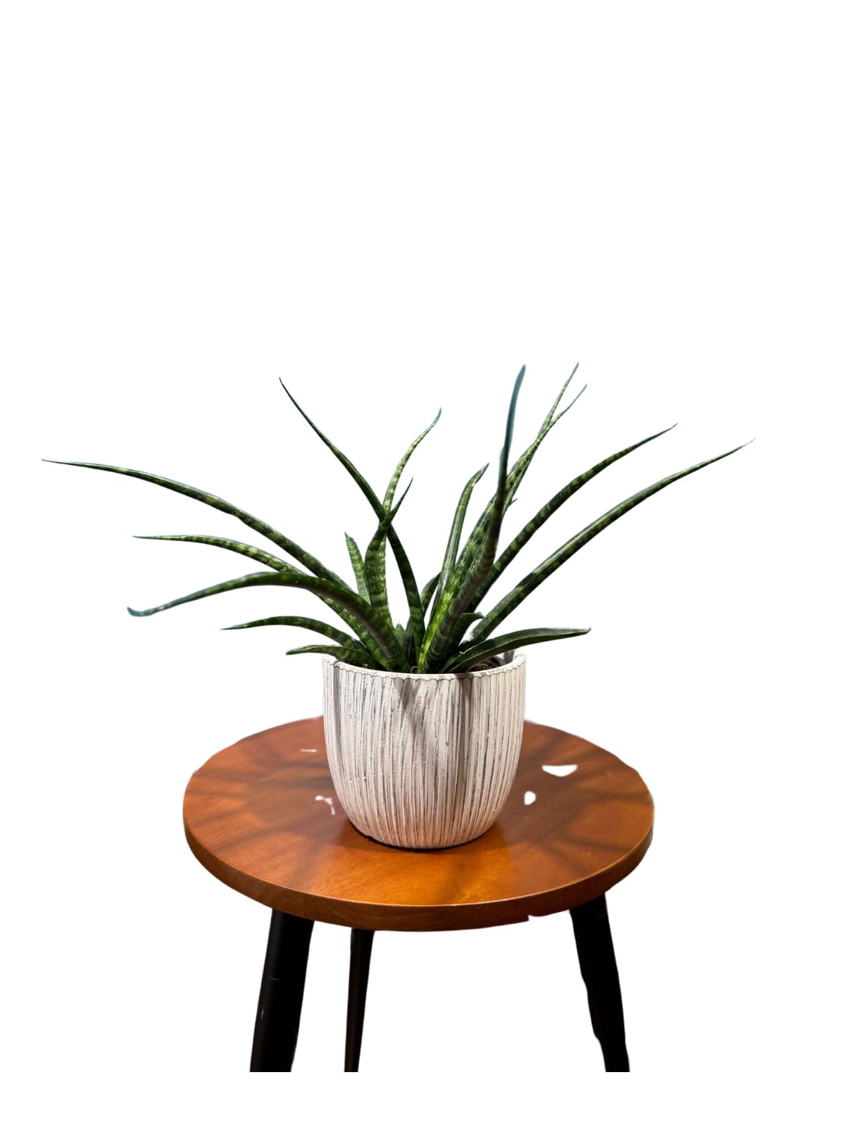 Fernwood Mikado Snake Plant in 2 inch Nursery Pot, Sansevieria Fernwood Live Indoor Plant, Low Light Air Purifier Plant, Easy Care Succulent Plant