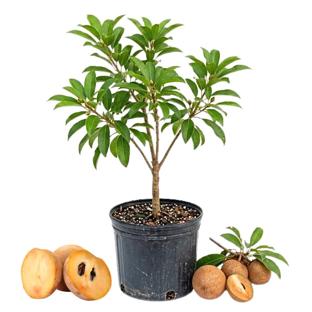 Sapodilla Tree Live Plant, Sapote Fruit Tree Plants for Outdoor Garden, 2-3' Tall in 3 Gallon Pot, No Ship to CA