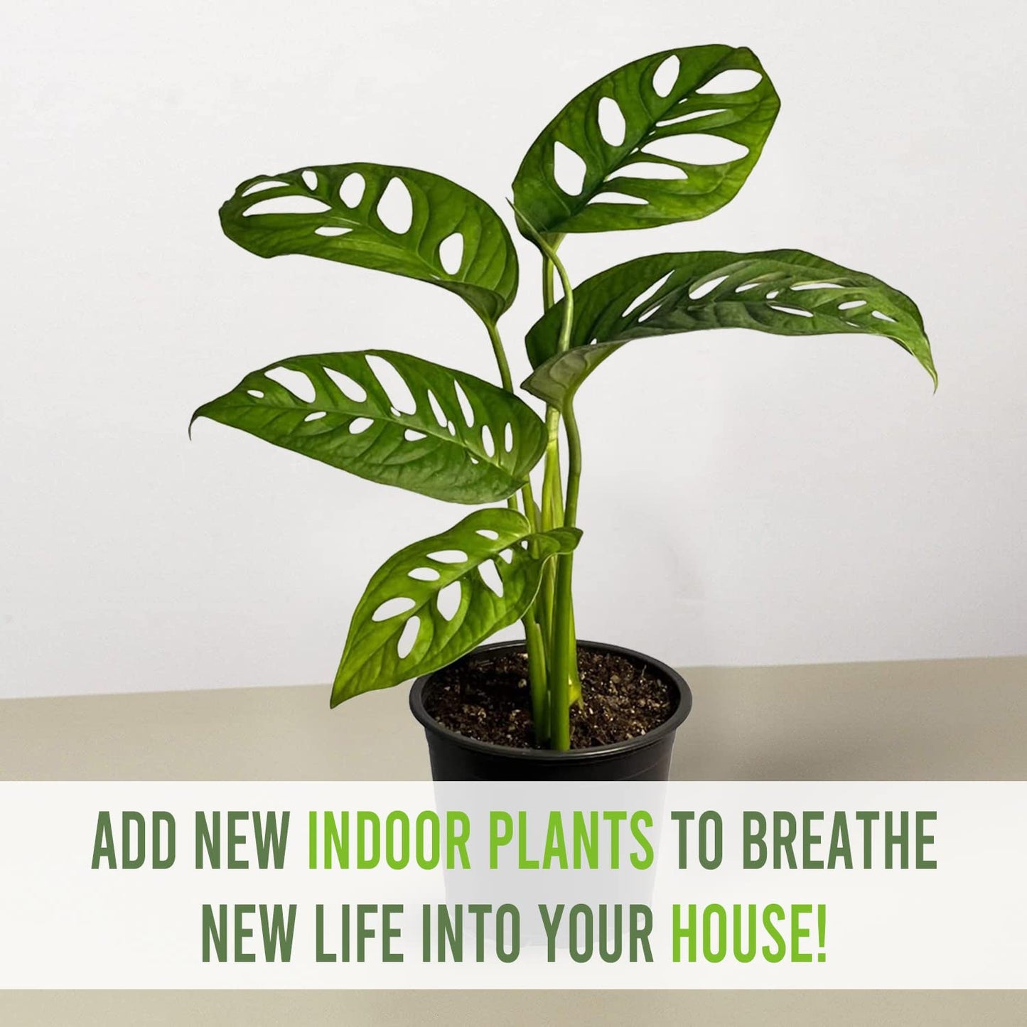 LEAL PLANTS ECUADOR Monstera Adansonii Swiss Cheese Plant (Pack of 2) Indoor houseplant | Live Plant Easy to Grow Indoor| Air Purifying Indoor Plant, Unique Gift for Plant Lovers