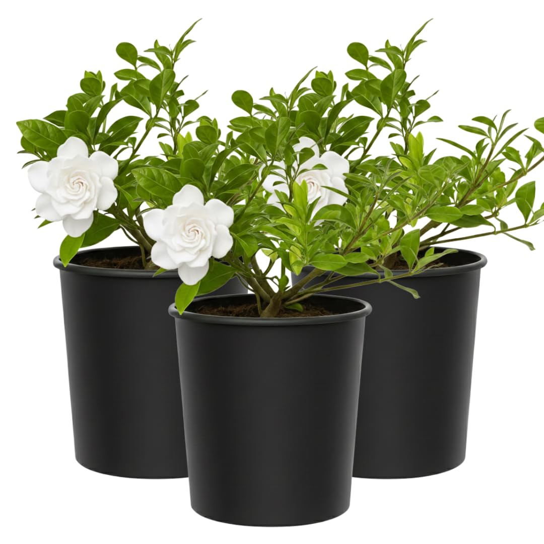 My Shelfie – Gardenia Jasminoides ‘Veitchii’, 1-Gallon Live Fragrant White Flowering Evergreen Shrub for Outdoor Garden, Patio Containers, and Landscape Planting (2)