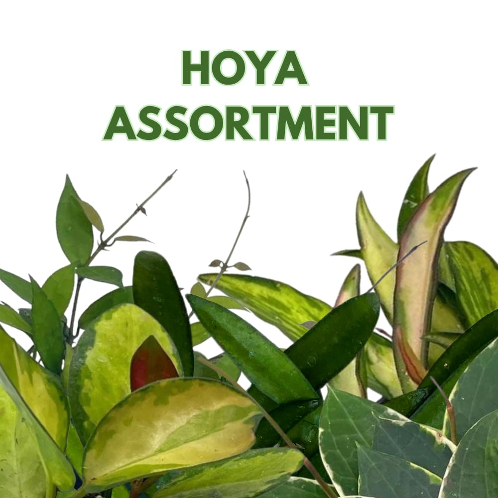 BubbleBlooms Hoya Variety Assortment 2 inch Set of 4 Grower's Choice Live Potted Premium Collection