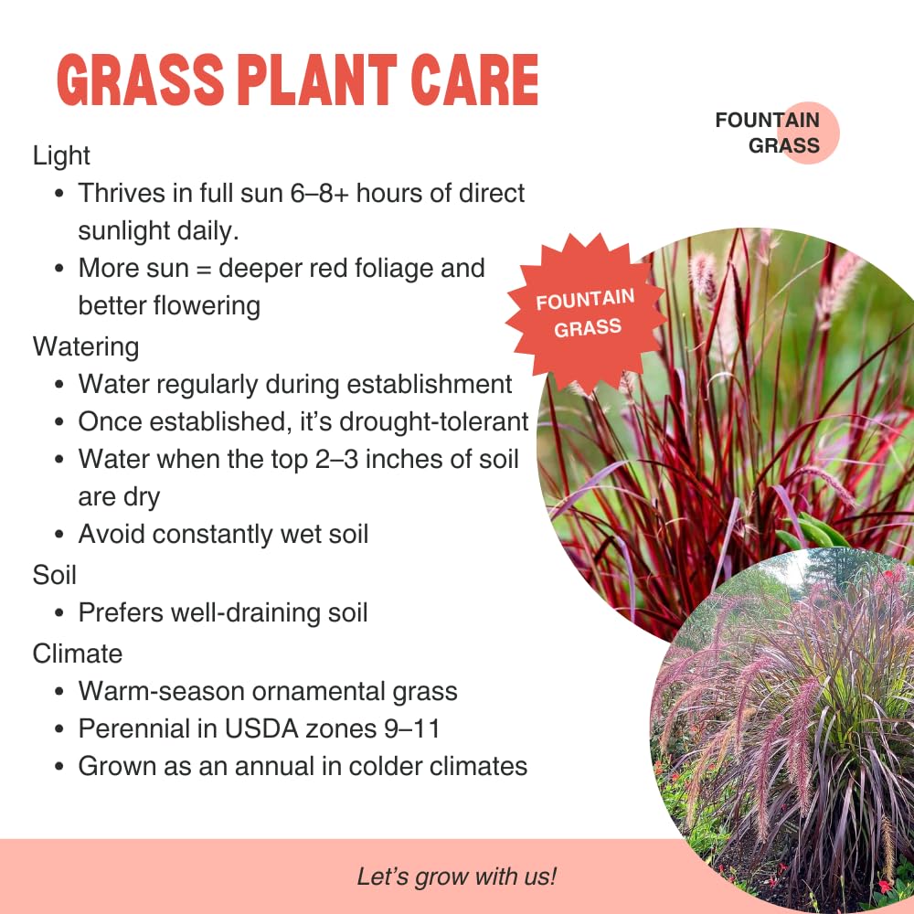 2 Red Fountain Grass Plants Live, Deep Burgundy Ornamental Grass Live Plants for Planting, 4-7" Tall, Well Rooted