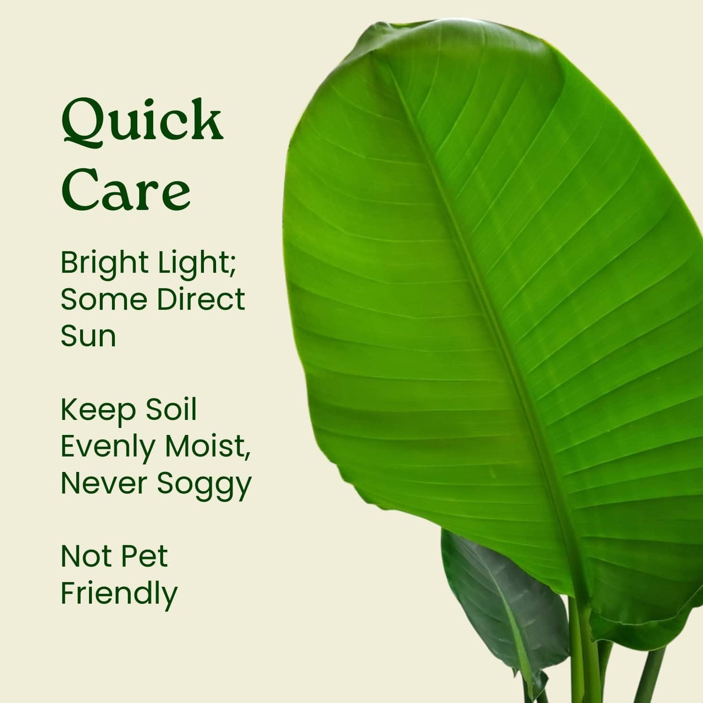 Tropical Plants of Florida White Bird of Paradise Live Plant - 3 Gallon 30 to 36 Inch Tall Indoor Outdoor Tropical Foliage Plant Large Strelitzia Nicolai Houseplant