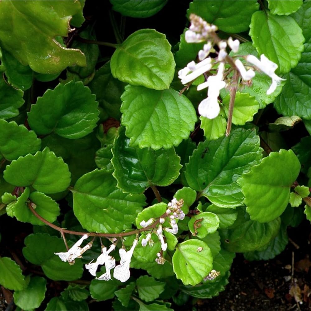 2 Green Swedish Ivy Plants, 3 Inc to 6 Inc Tall Seedling, House Plant Live, Live Swedish Ivy Plants, Swedish Ivy Live Plants
