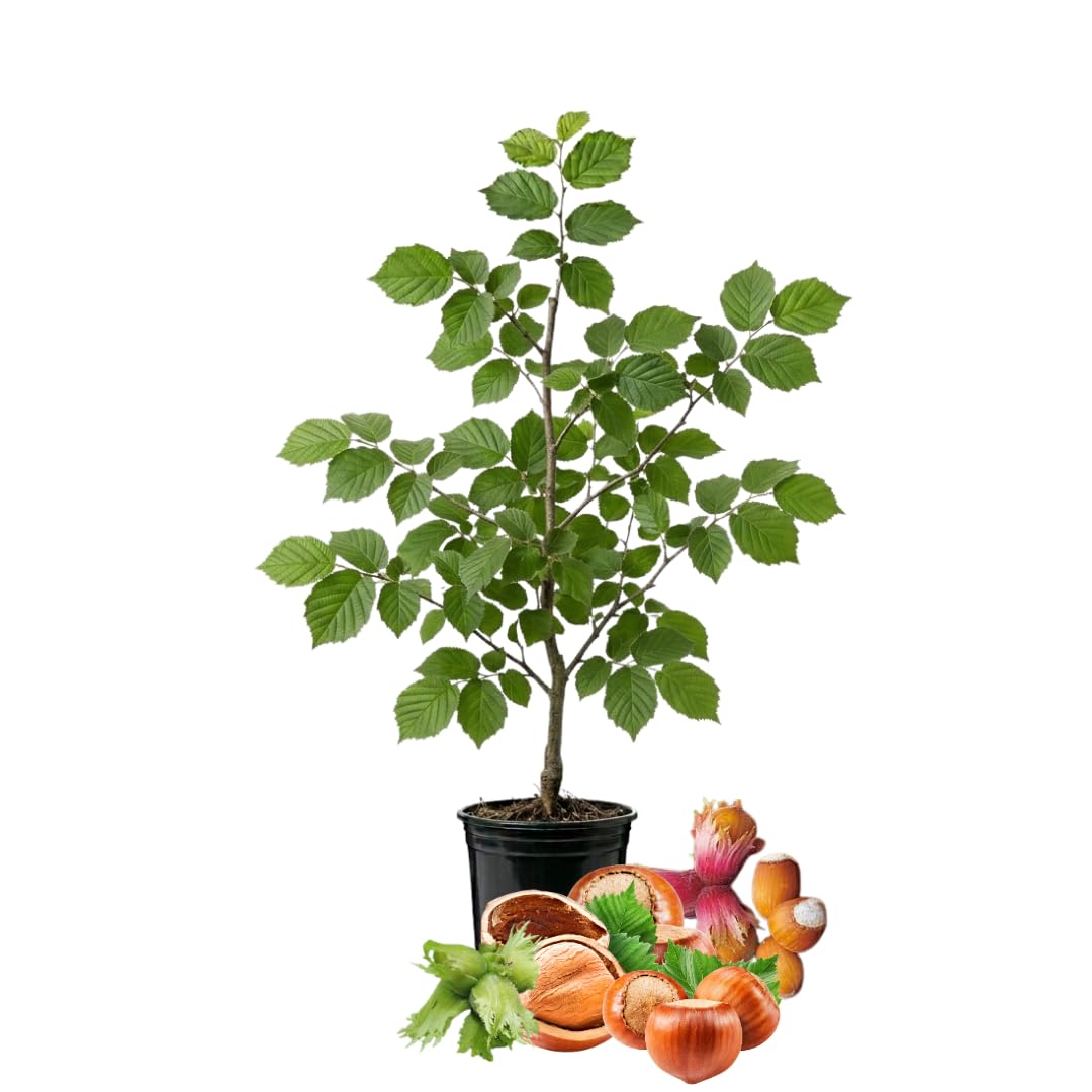 Hazelnut Tree Live Plant, 2–3 Ft Tall in 3 Gallon Pot, Hardy Nut Tree for Outdoor Garden Planting
