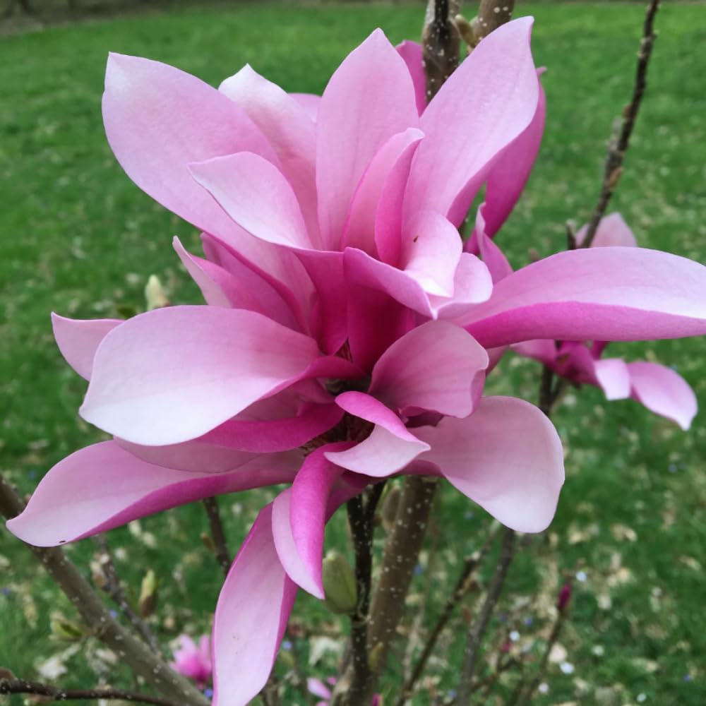1 Year Old Jane Magnolia Tree in 2.5" Pot, Fragrant Pink White Flowers, Dormant in Winter, 6-12 Inch Magnolia Trees Live Plants, No Leaf