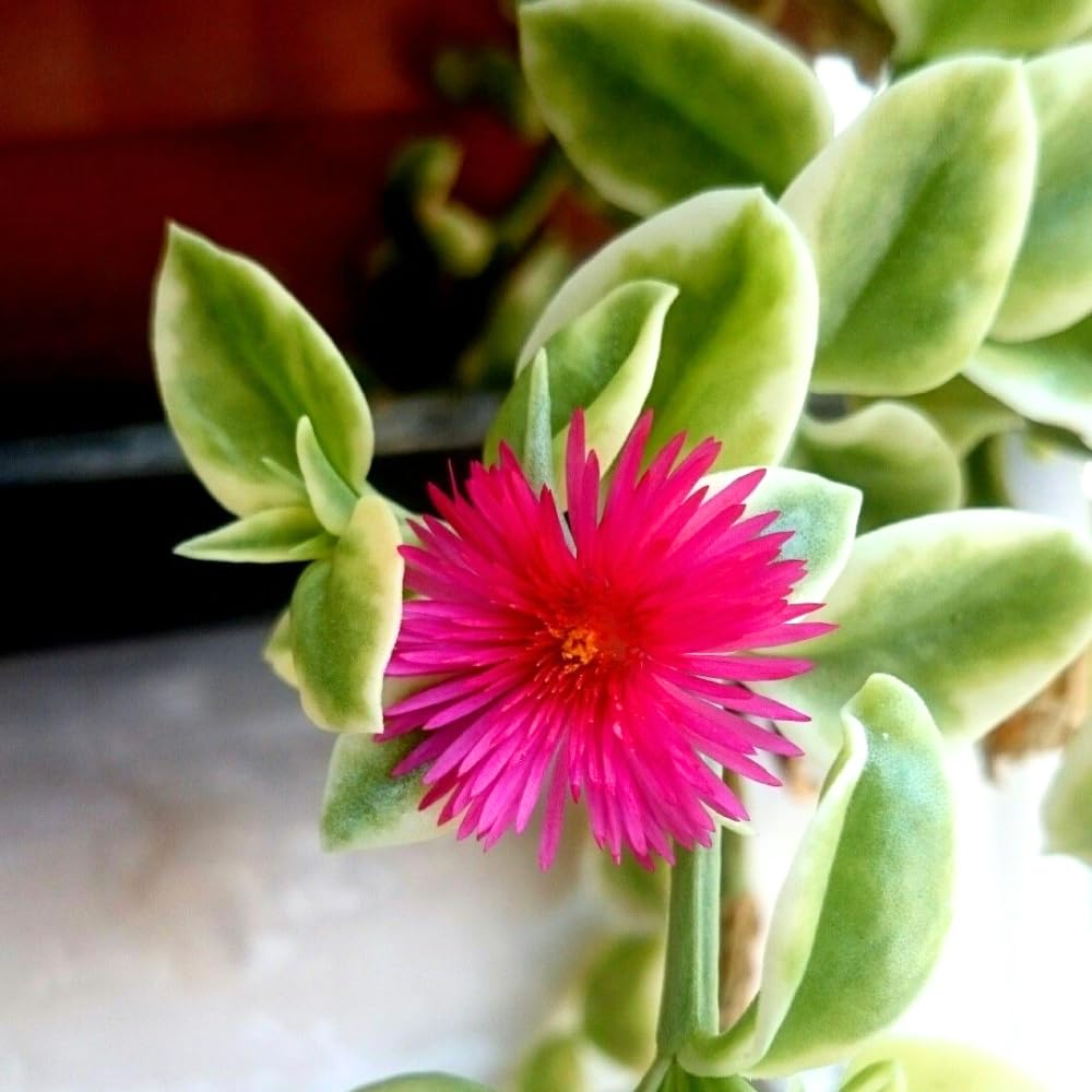 Variegated Ice Plant Live in 4 Inches Pot, Live Rare Succulent from 4 to 6 Inches Height, Variegated Baby Sun Rose Succulents for Hanging Basket
