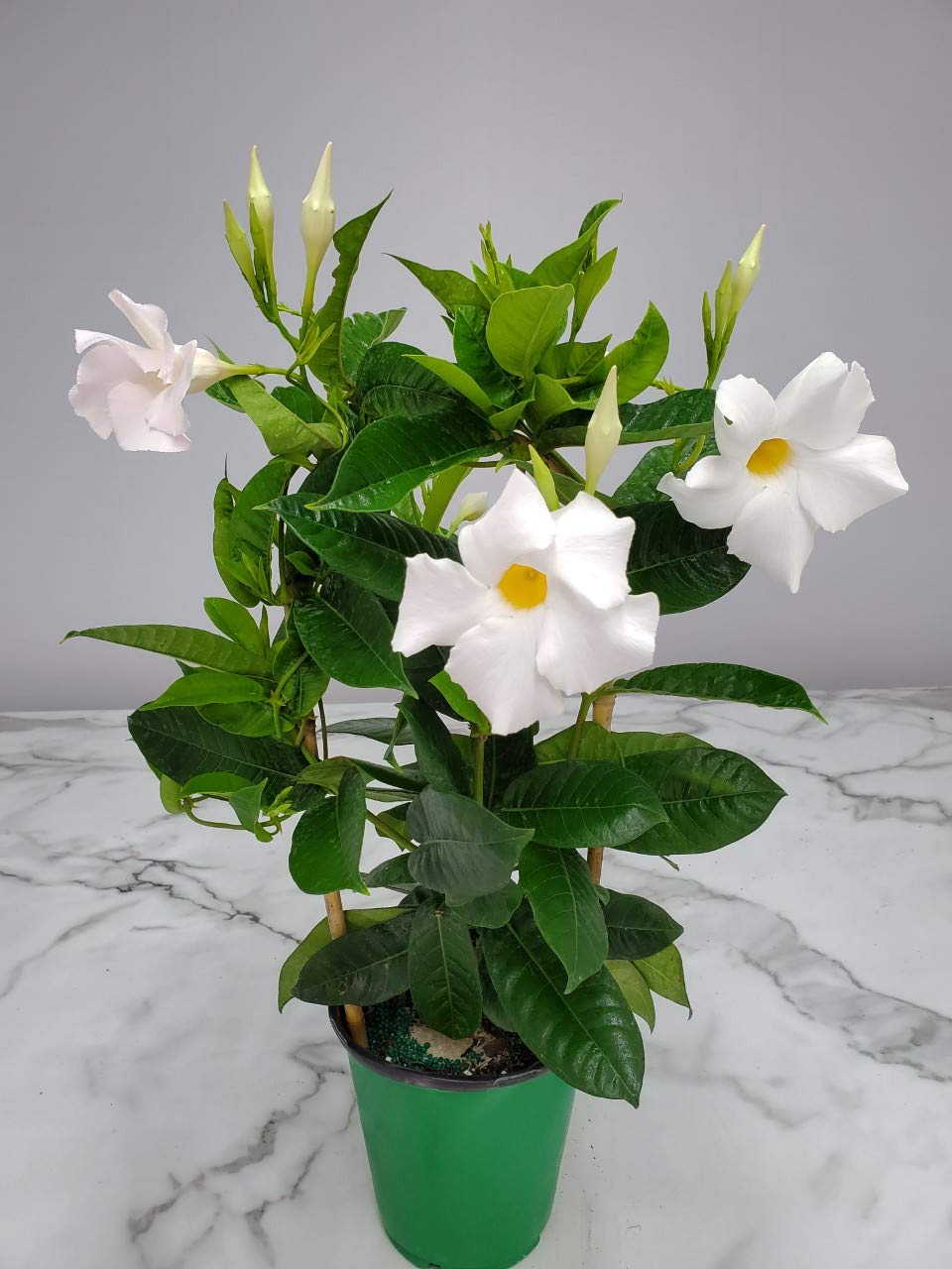 Tropical Plants of Florida White Mandevilla Trellis Live Plant - 1 Gallon 18 to 20 Inch Tall Tropical Flowering Vine Hoop Support Indoor Outdoor Patio Plant