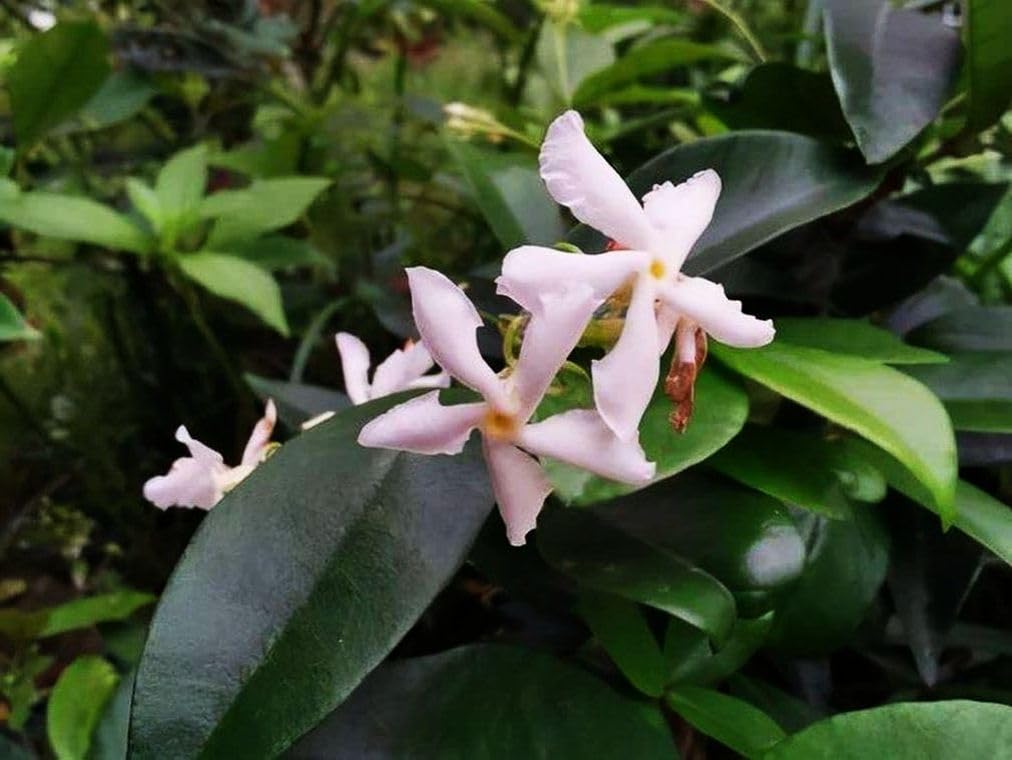 Rare Scented Jasmine Flower Easy to Grow 5g Seeds