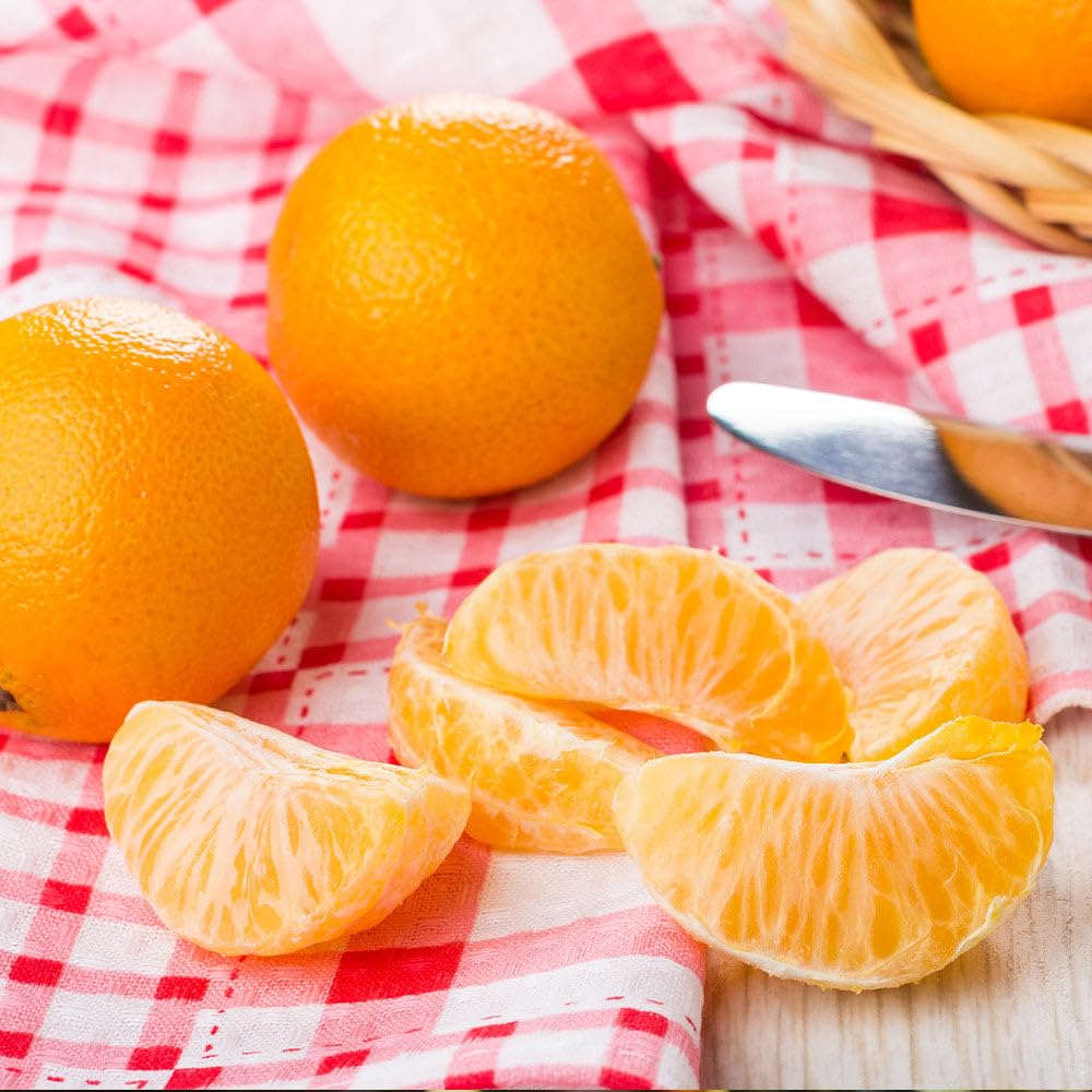Brighter Blooms - Navel Orange Tree, 1-2 Feet - Live Fruit Plant - No Shipping to AL, AZ, CA, FL, GA, LA, OR, TX