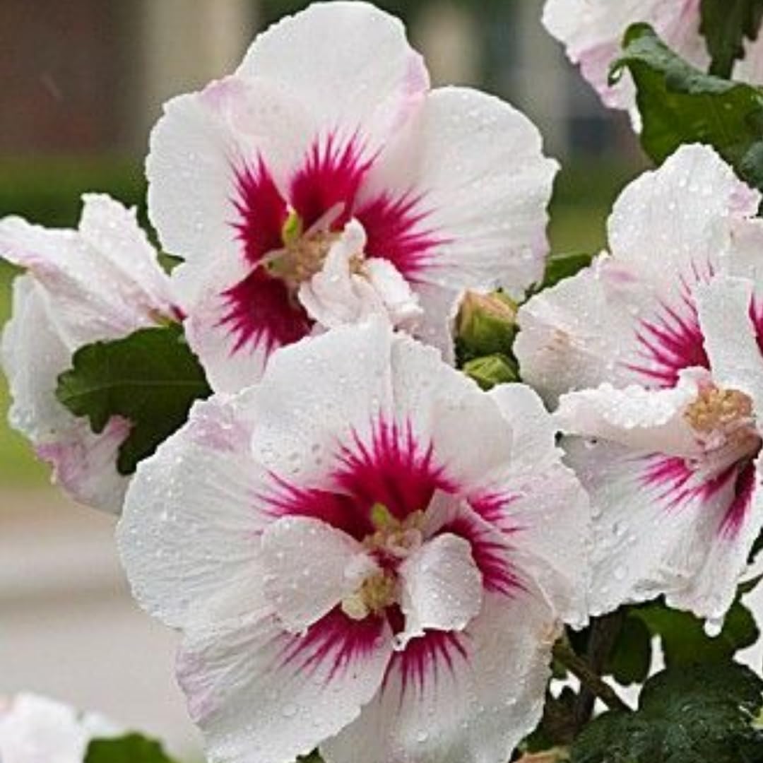 5 Hardy Hibiscus Plants Live | Mixed Rose of Sharon Tree | 6 to 12 Inch Tall | Althea Live Shrubs | Hibiscus Syriacus Plant Live | Hardy Summer Flowering Plants for Easy Landscaping