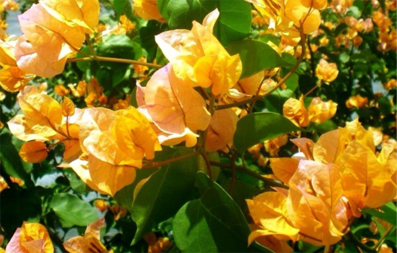 Live Plant - 4” Pot of California Gold Rooted Bougainvillea Plant