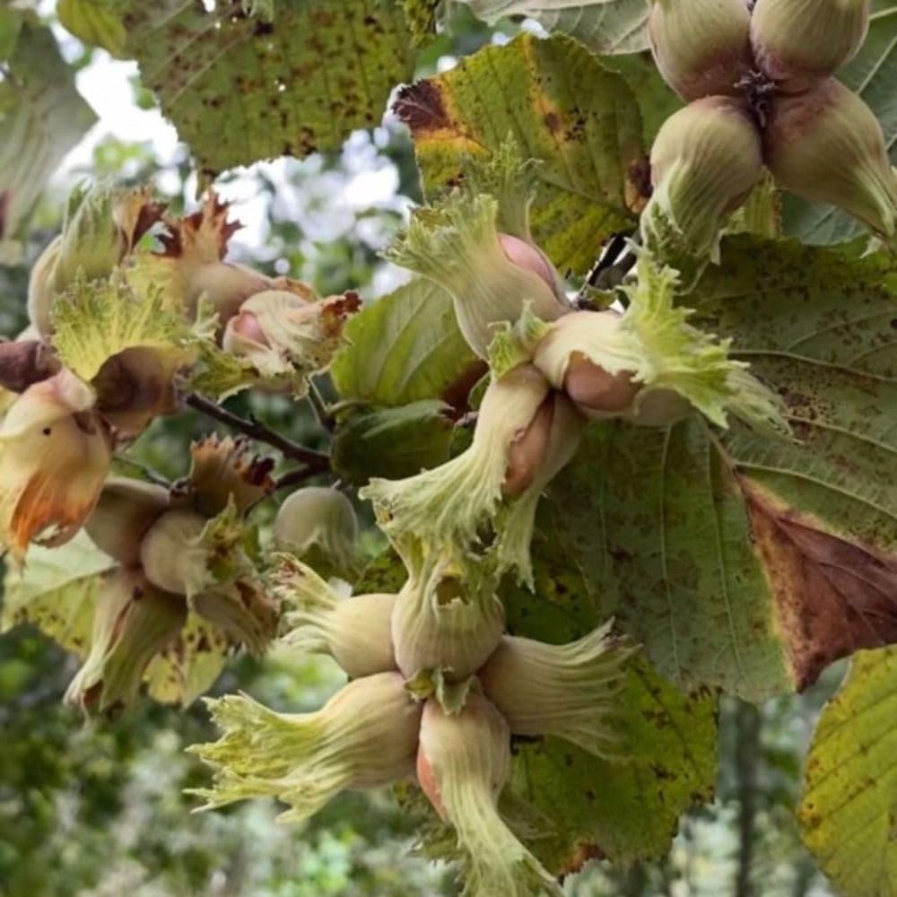 Live American Hazelnut Tree Plant in 3 Gallon Pot, Hazelnut Plant Live 2-3ft Tall, Hardy Nut Tree for Planting Outdoor Garden, No Ship to CA