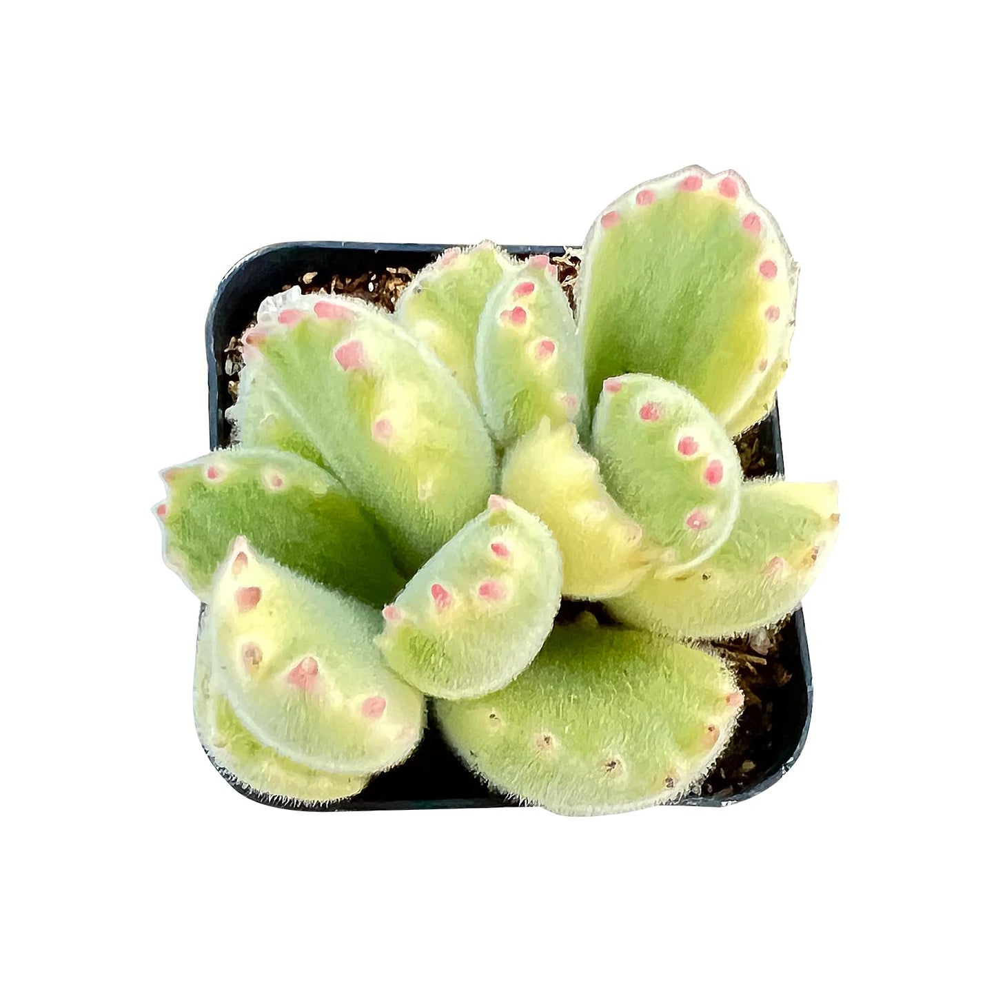 Sprout N Green Variegated Bear’s Paws, Live Succulent Plant Fully Rooted in 2" Pot with Soil, Home Office Indoor Outdoor Wedding Decoration DIY Project, Easy to Care, Keep Away from Pets