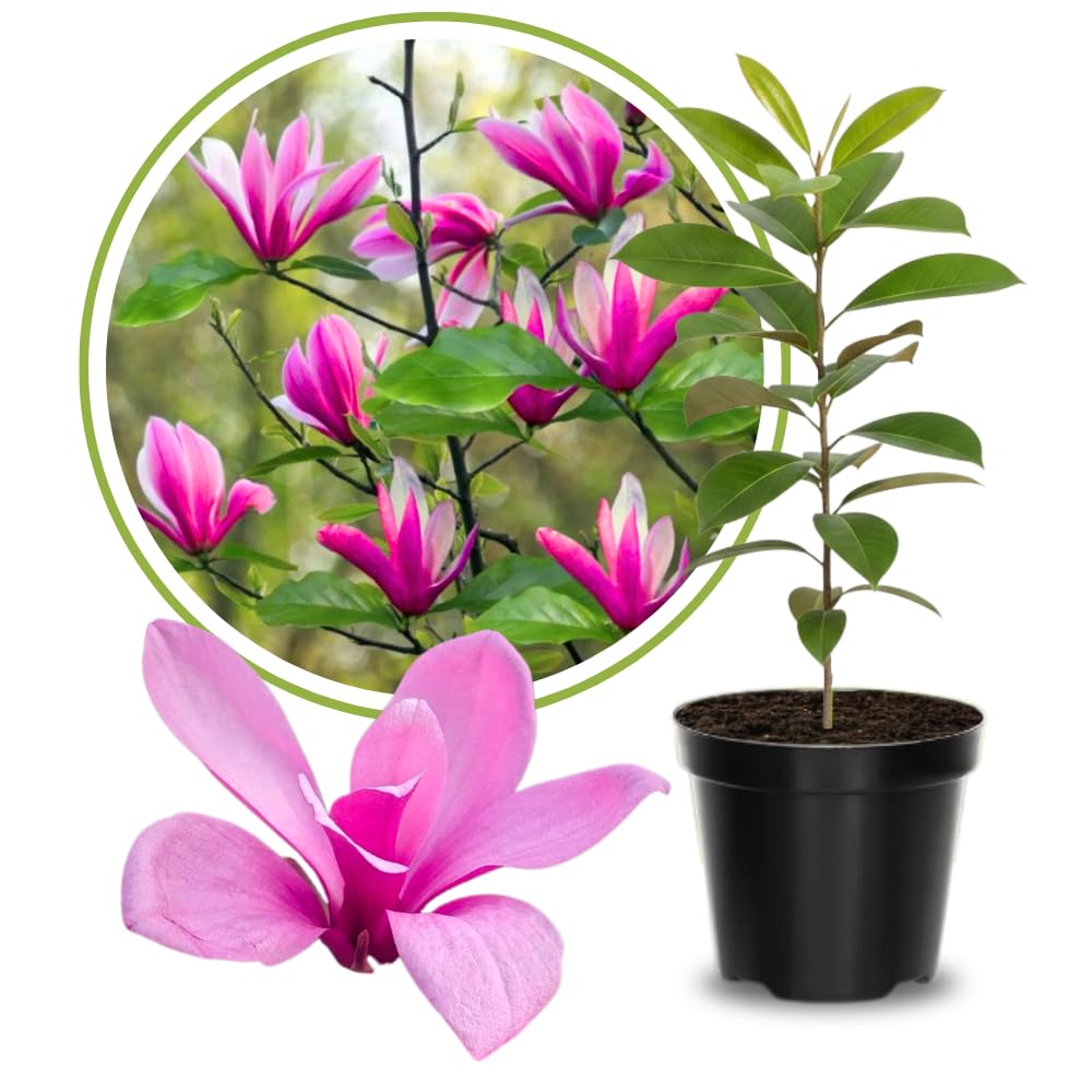 Ann Magnolia Plant Live, 6-12 Inch Tall, Magnolia Tree in 2.5” Pot, Flowering Ornamental Tree