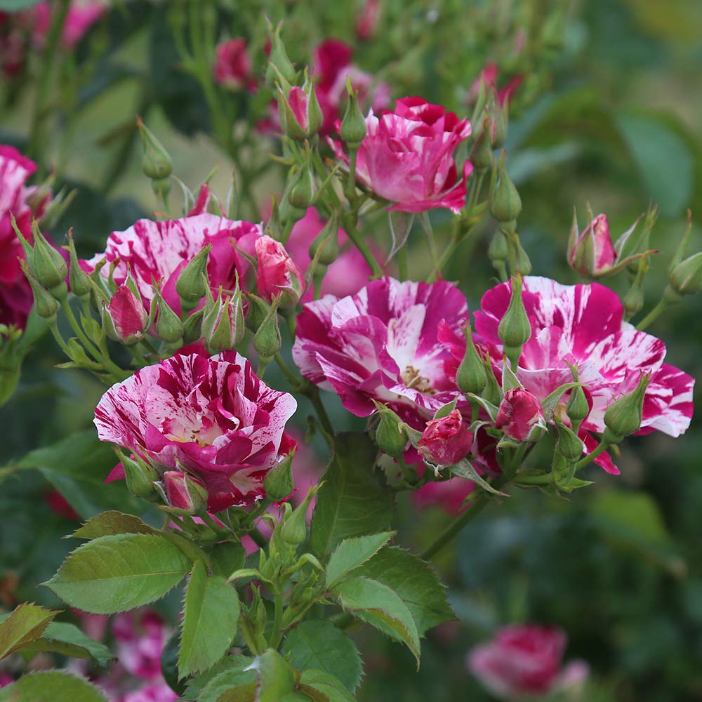 Heirloom Climbing Roses, Live Own Root Plant for Outdoor Garden, Purple Splash, Moderately Fragrant, Hardiness Zones 5-10, Repeat Blooming