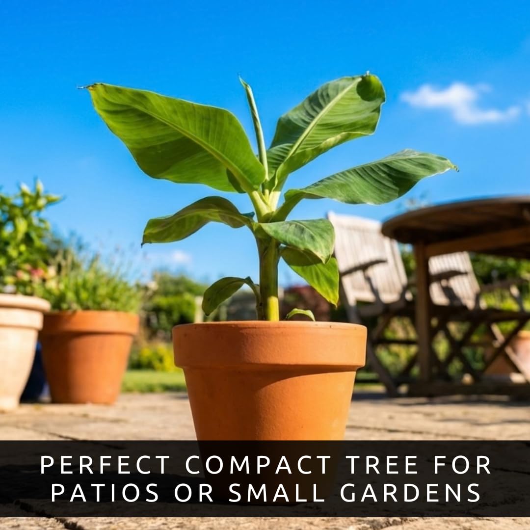 Dwarf Banana Seeds for Planting – Great for Bonsai - Non-GMO Banana Tree Seeds – Tropical Fruit Seeds for Indoor & Outdoor Growing – Grow Your Own Banana Plant (30 Seeds)