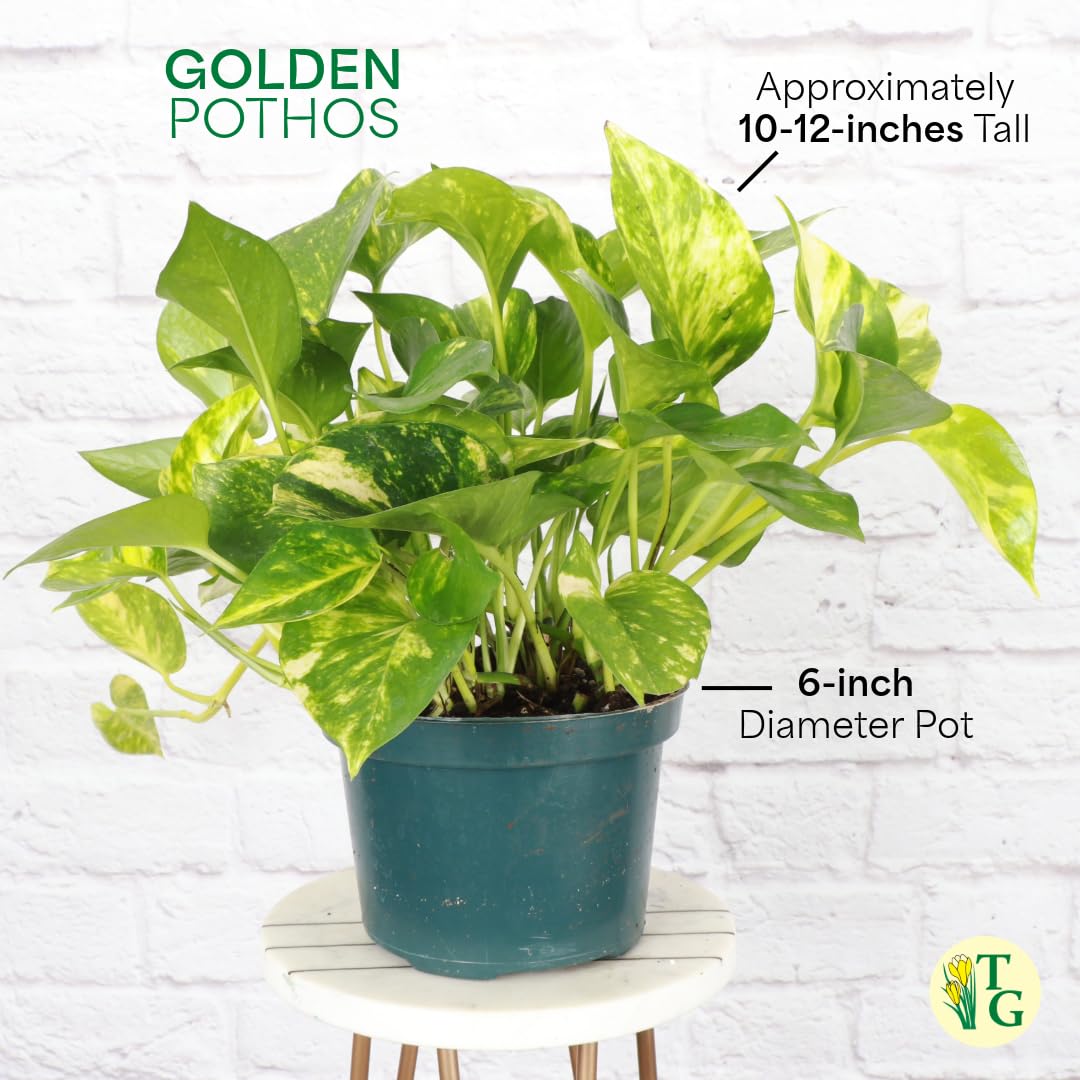 Thorsen's Greenhouse Golden Pothos, Live Indoor Vining Plant, Easy to Grow, Variegated Houseplant, Natural Air Purifier (Nursery Pot, 6-inch Pot)