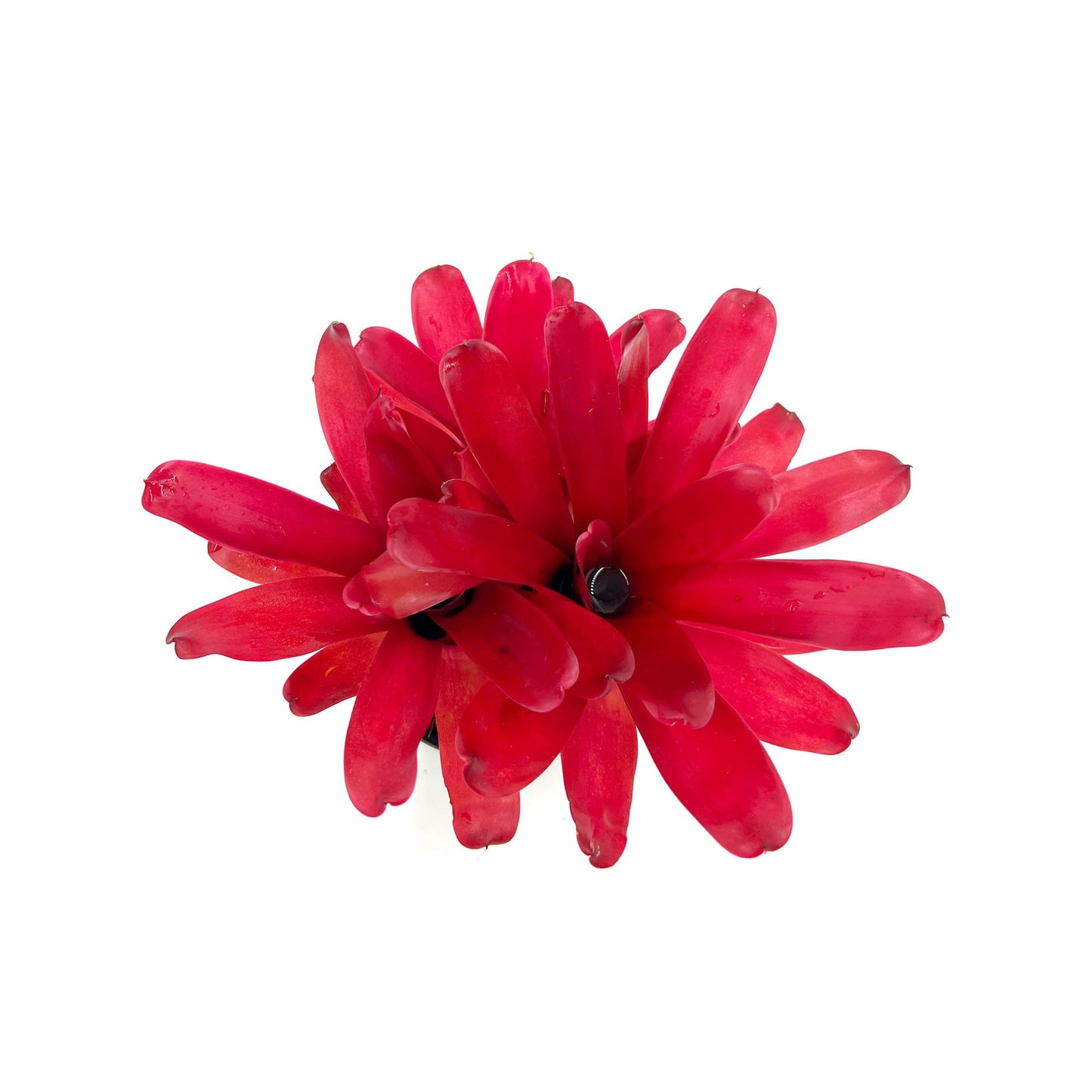 ragnaroc Live Plants - Bromeliad Neoregelia 'Super Fireball', 10-12" in 6" Pot - 1ct - Live Arrival Guaranteed - House Plants for Home Decor & Gift