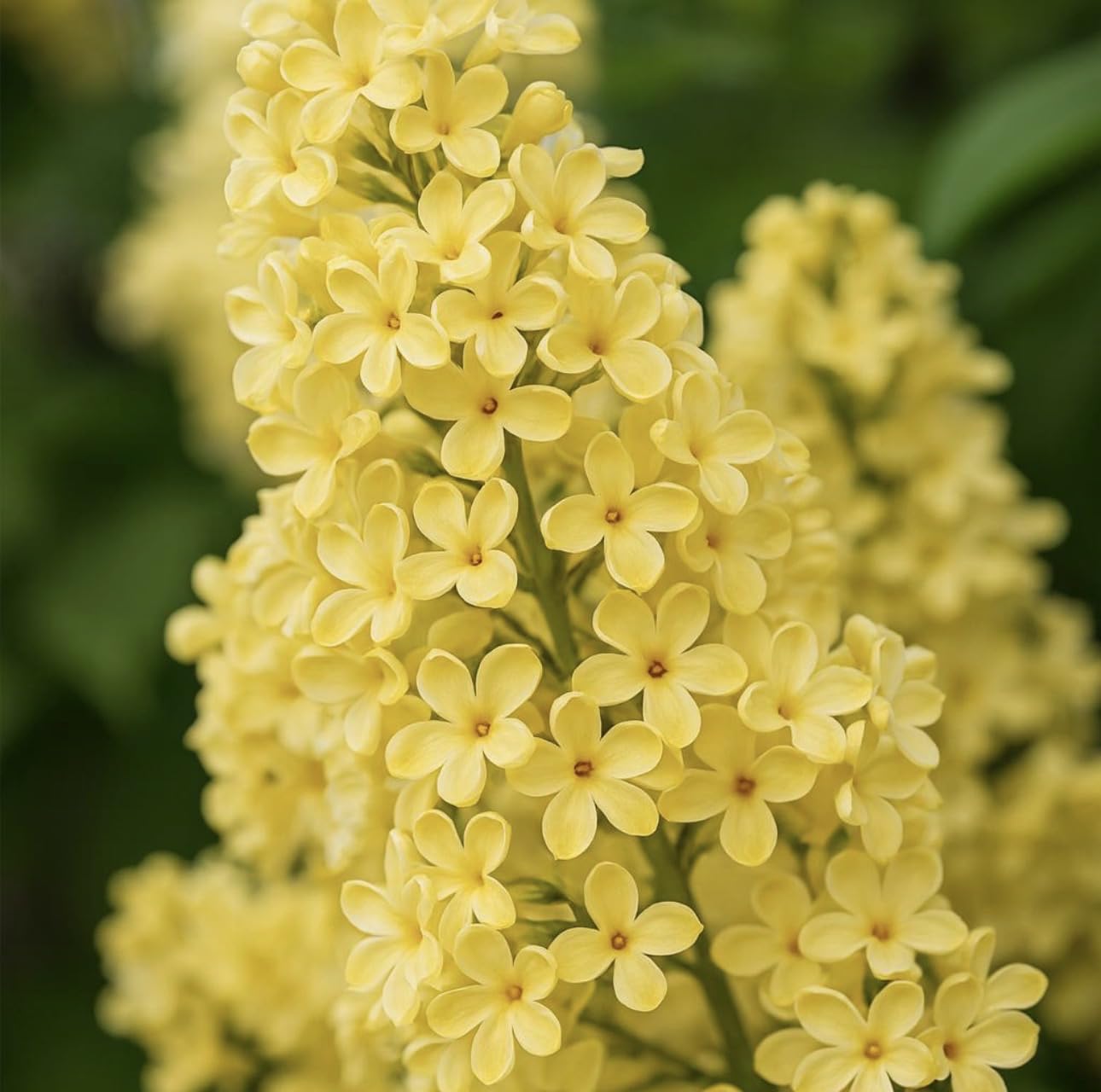 Primrose Yellow French Lilac (Syringa) Live Plant – Rare Yellow Lilac Shrub – Fragrant Spring Flowers – Cold Hardy Ornamental Bush – Starter Plant
