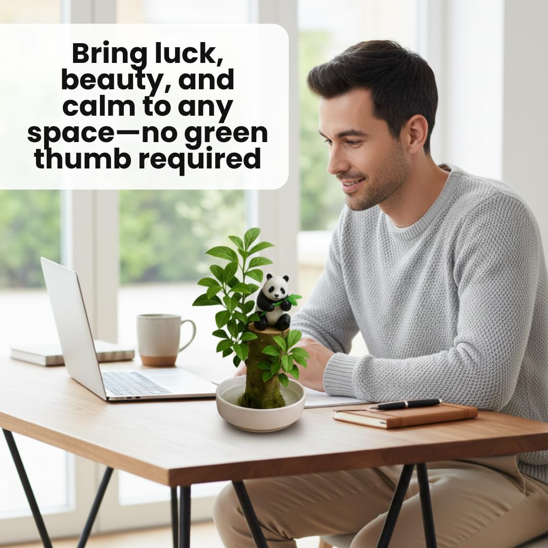 CZ Grain Lucky Office Desk Planter with Panda – Brazilian Willow Wood Tree, Thick Trunk, Fast Sprouting, Modern Desktop Decor - Living Gift - Calming Nature Presence