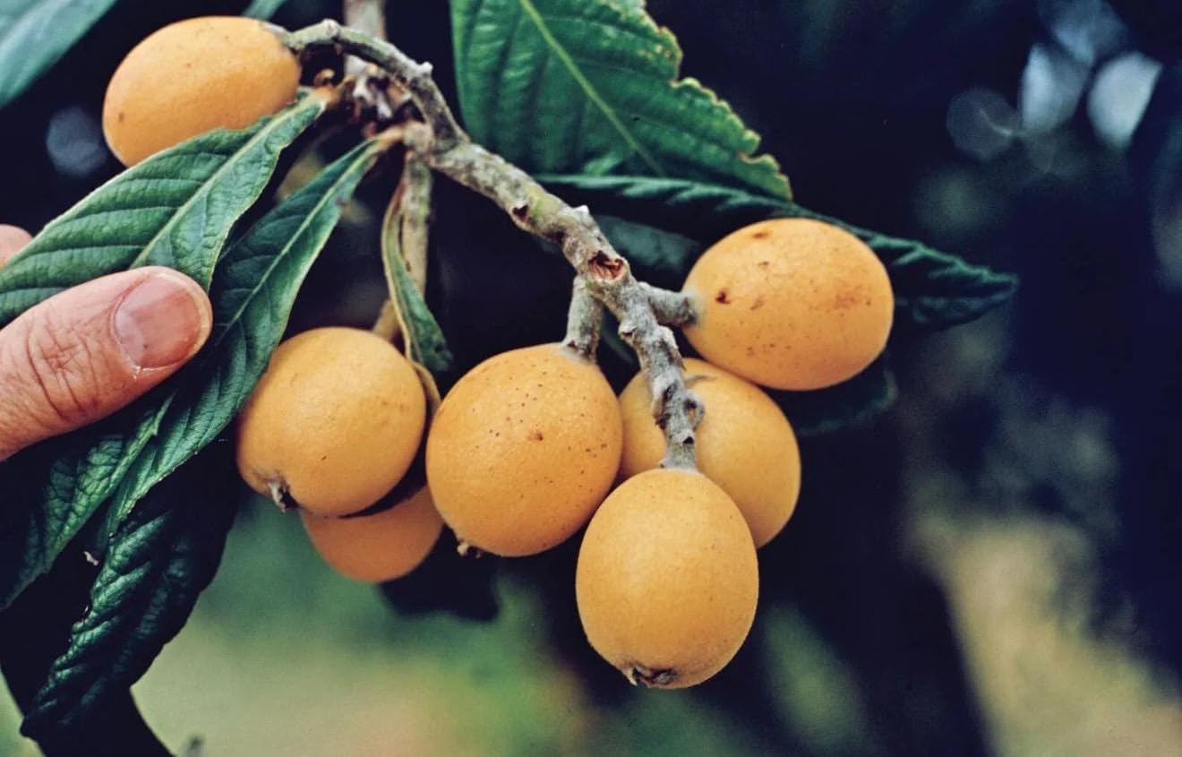 Big Loquat (Eriobotrya Japonica) Nispero Japones Live Tree(Japanese Plum) Plant (2-3ft)