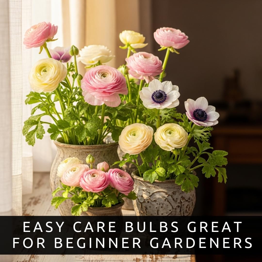 Pastel Ranunculus & Anemone Flower Bulb Mix – 50 Premium Bulbs for Planting | Romantic Light Colors | Easy to Grow Perennials for Garden Beds, Pots & Borders