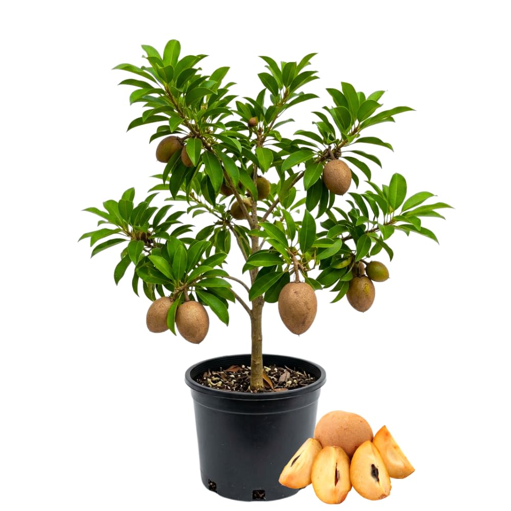 Sapodilla Tree Live Plant, Sapodilla Fruit Plant, Well Rooted, 3 Gallon Pot, 2-3 Feet Tall, Tropical Fruit Tree for Outdoor Garden, No Ship to CA
