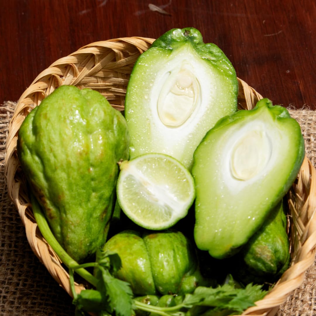 Green Chayote Squash Vine Live Plant, Edible Vegetable Plant, 8-10 Inches Tall for Garden Planting