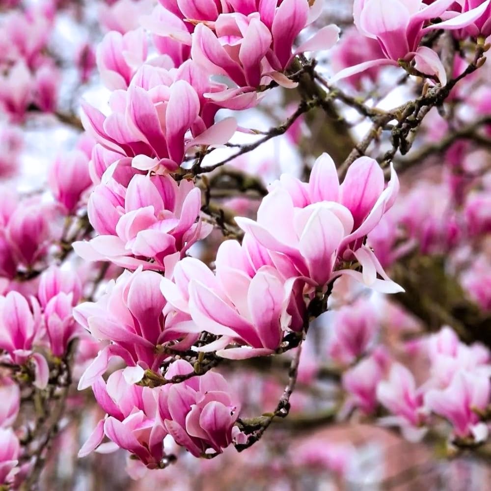 Pack 2 Jane Magnolia Plants Live, Fragrant Magnolia Bush Live Plants 6 to 12 Inch Tall, Tulip Shaped Magnolia Flowers Seedlings in 2.5 Inch Pot