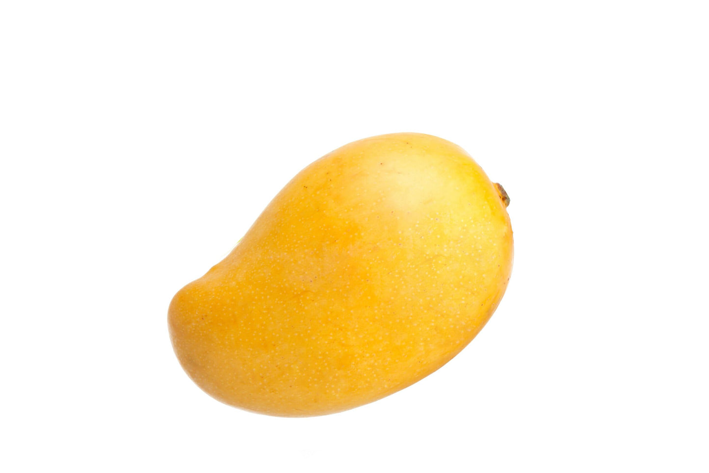 Live Grafted Alphonso Mango Tree – Premium Hapus Mango Plant, 3–4 Ft Tall, Ships in 3 Gallon Pot. No Ship to CA and Hawaii.