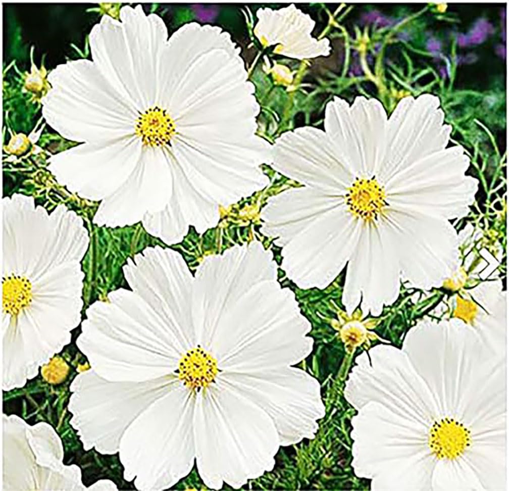 Gold Crest Cosmos - Long Blooming Season - 2 to 3 Feet Tall