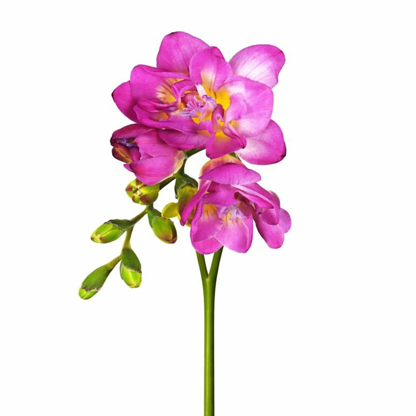 Easy to Grow Freesia Double Pink Pack of 15 Flower Bulbs - Spring Fragrant Pink Blooms in Sun, Great for Cutting
