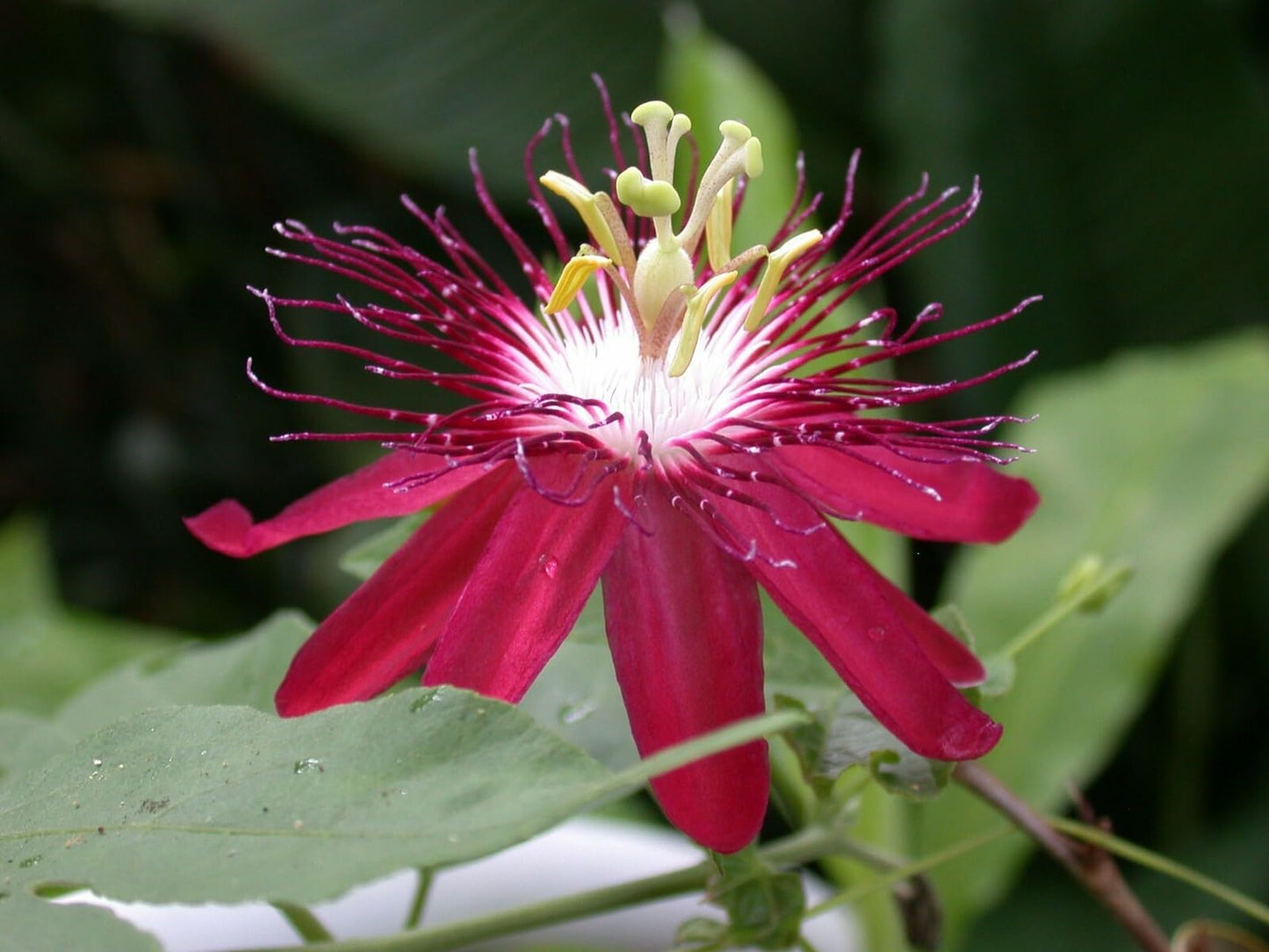 Live Plant - Lady Margaret Red Burgundy Passion Flower Vine Fragrant Live Plant Passiflora