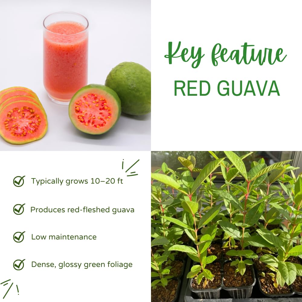 Red Guava Tree Live Plant, Edible Sweet Guava Fruit, 8 to 10 Inches Tall, Ideal for Backyard, Patio and Landscape