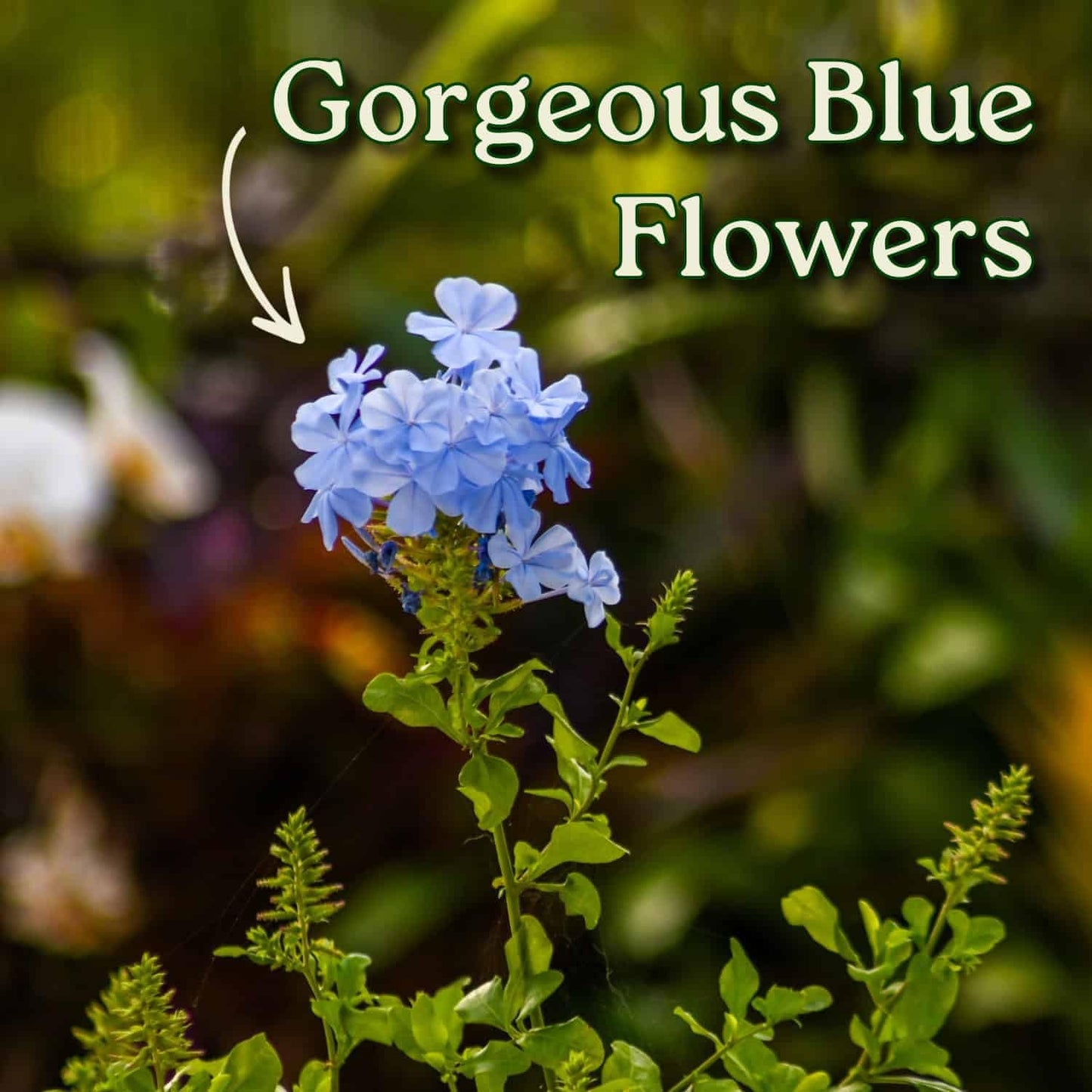Plumbago Plant Imperial Blue - Live Flowering Plant - Overall Height 20" to 24", 3 Gallon Pot - Tropical Plants of Florida