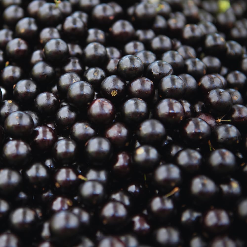 Black Jaboticaba Tree Live Plant, 1 Feet Tall, Brazilian Jabuticaba Grapetree for Gardening Outdoor Indoor