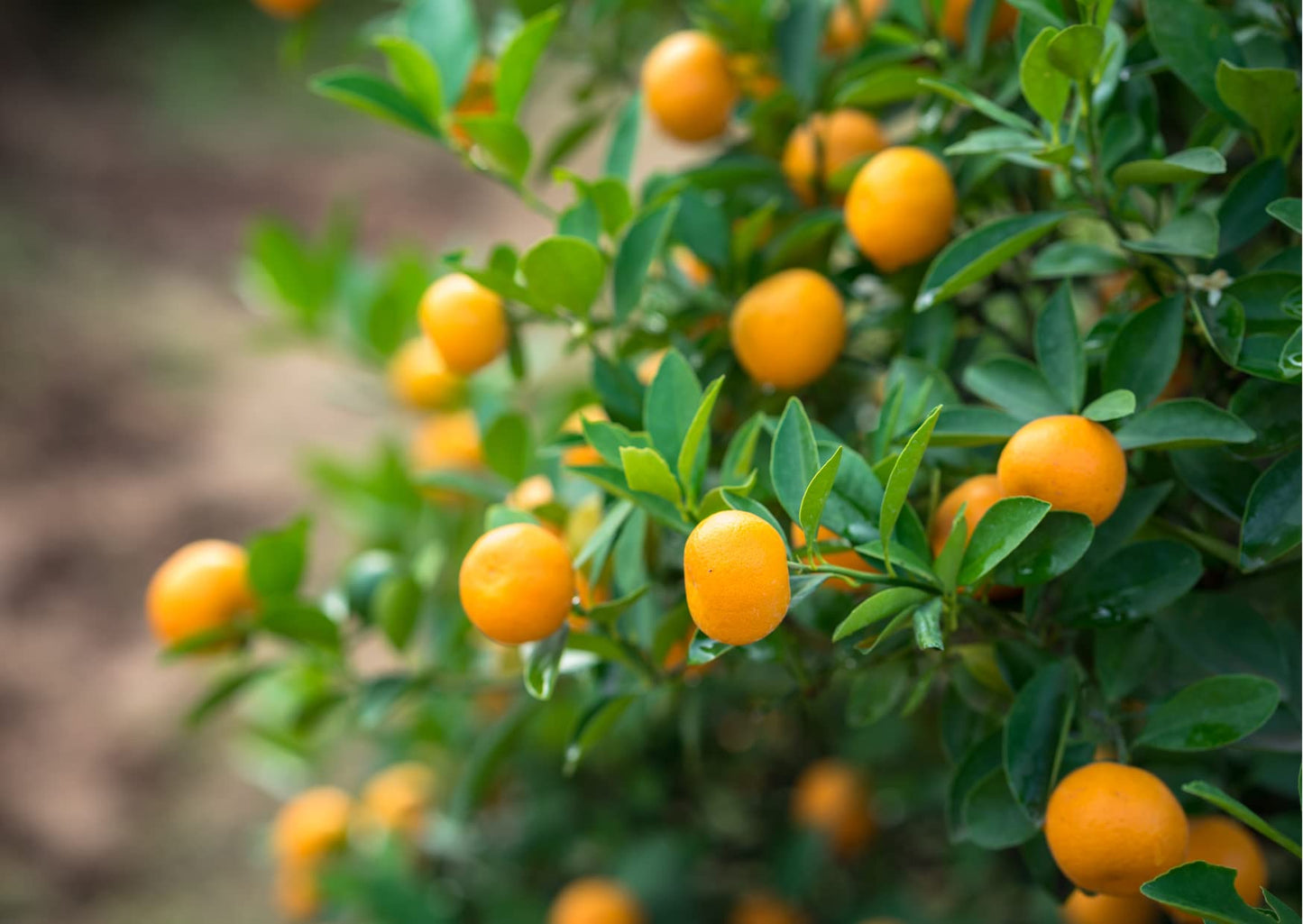Meiwa Kumquat Seeds for Planting Sweet Kumquat 5 Seeds for Planting Your Garden