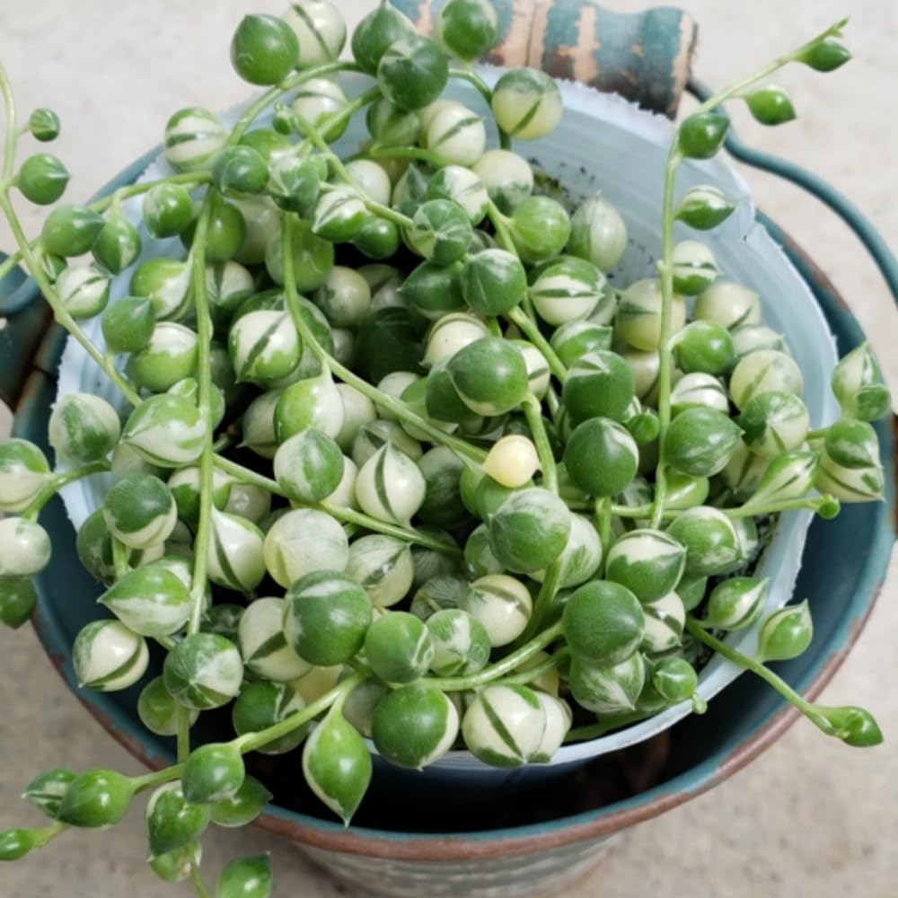 String Plant Live 4 Inch Pot, Rare Succulents Plants in Hanging Baskets, Trailing Succulent Houseplant for Home Office (Variegated String of Pearls)