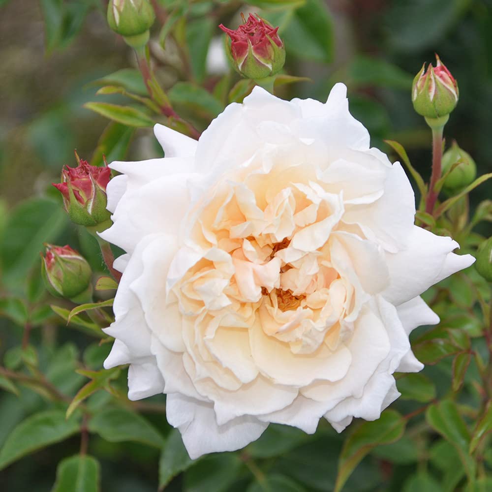Heirloom Roses Rose Plant - Penny Lane™ Apricot Rose Bush, English Legend Live Plant for Planting Outdoors