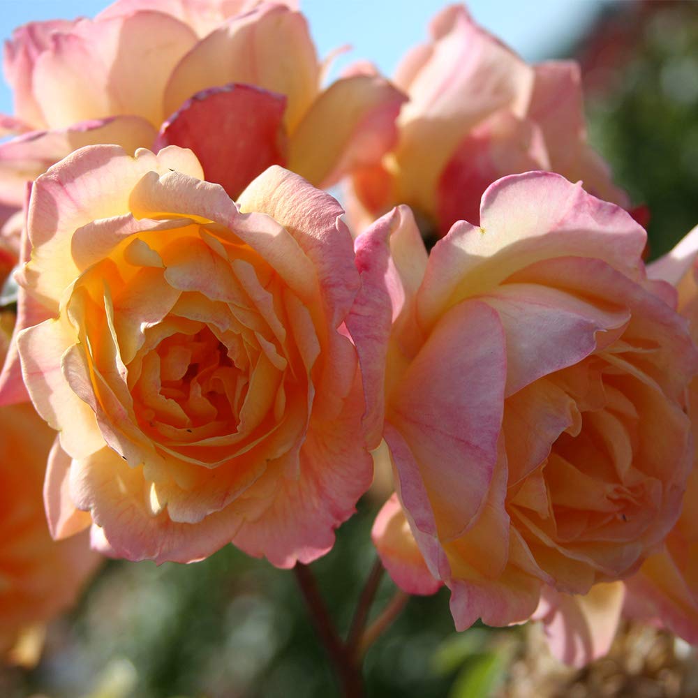 Heirloom Climbing Roses, Live Own Root Plant for Outdoor Garden, Garden Sun™, Lightly Fragrant, Hardiness Zones 5-10, Repeat Blooming