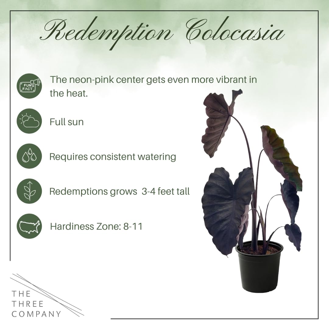 Live Colocasia - Redemption, 10” Tall by 5” Wide in 1.76 Qt Pot, Trimmed Back for Shipping Purposes