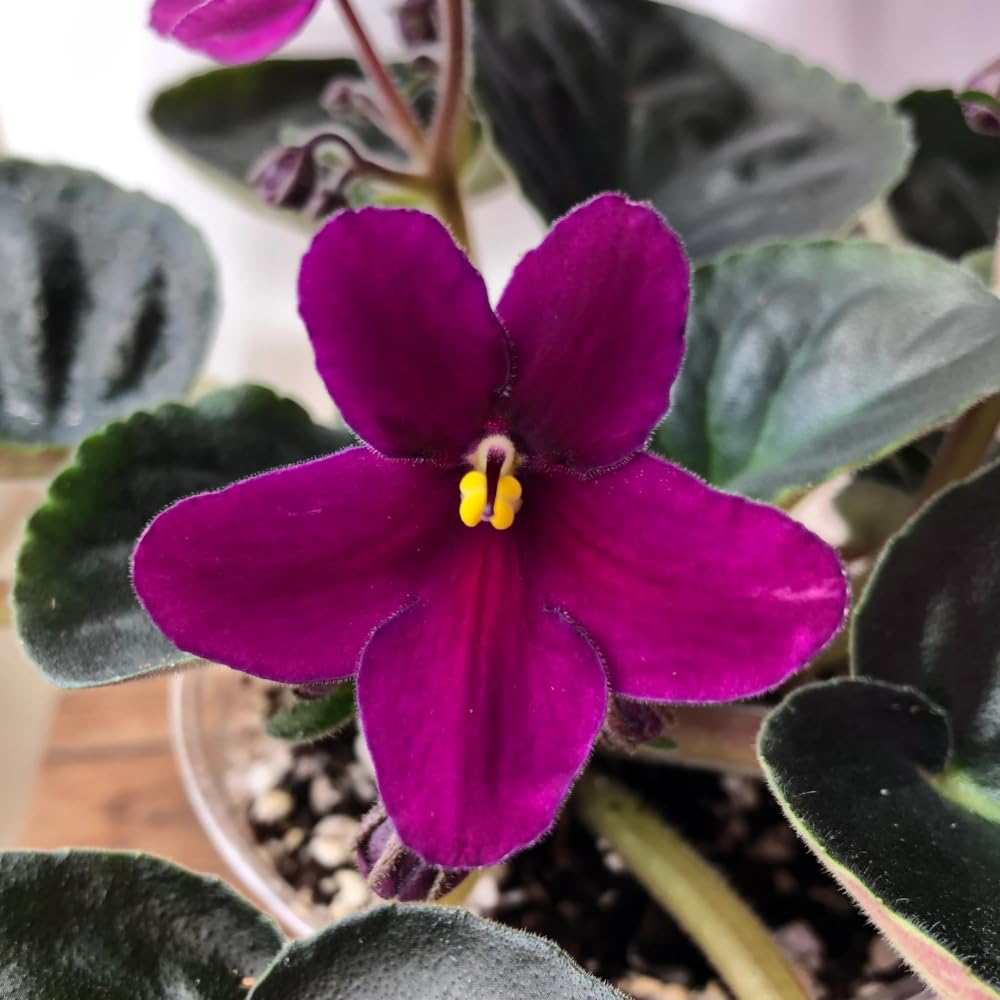 Red Purple African Violet Live Plant Houseplants, African Violet Flowering Plants Perennial, 4 Inch Pot