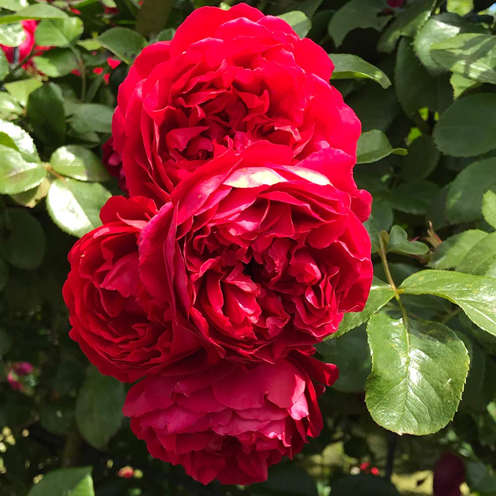 Heirloom Climbing Roses, Live Own Root Plant for Outdoor Garden, Arborose® Florentina, Moderately Fragrant, Hardiness Zones 5-10, Continual Blooming