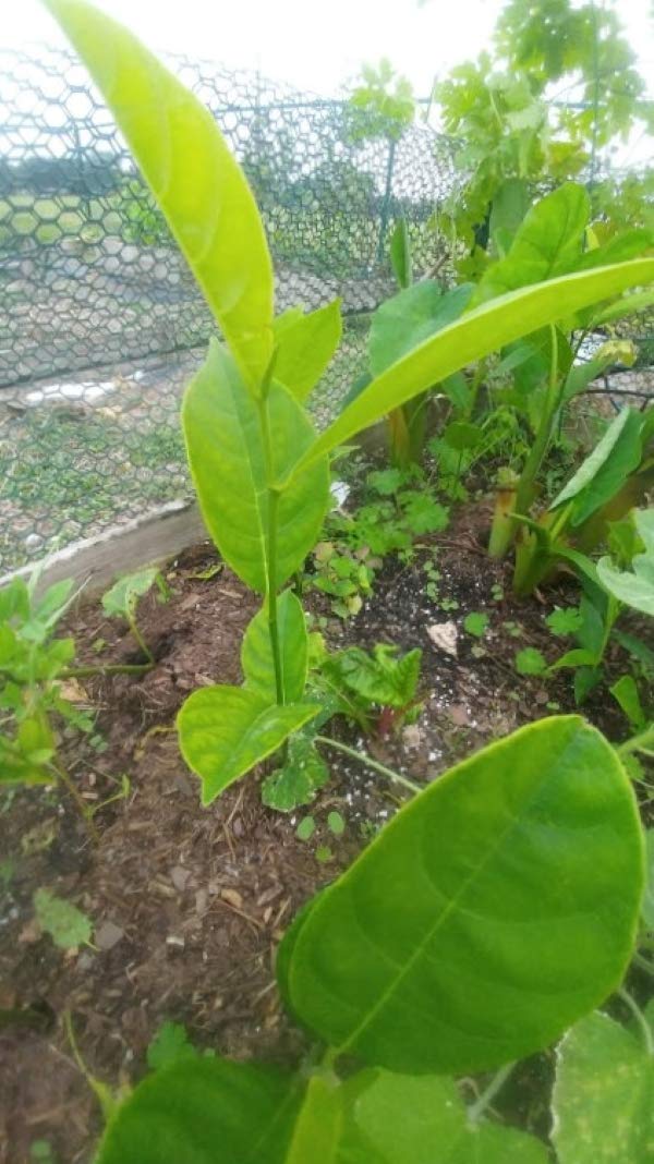 9EzTropical - Jackfruit Plant - 1 Starter Plant - 8" Tall - Ship in 1 Gal Pot